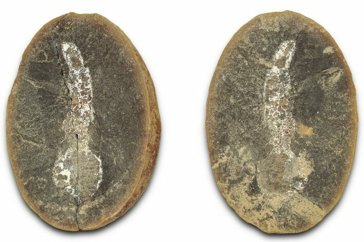 Fossil Acorn Worm (Priapulites) Pos/Neg - Mazon Creek #325915